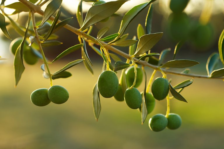 home olive straface fabio