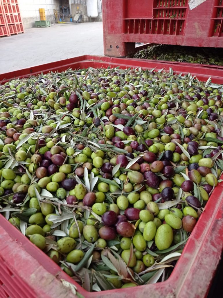 olive raccolte straface